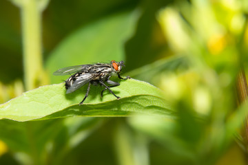 A black big fly sits on a green leaf. Macro photography