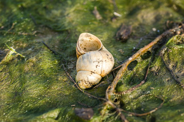 River water shell on the green grass water