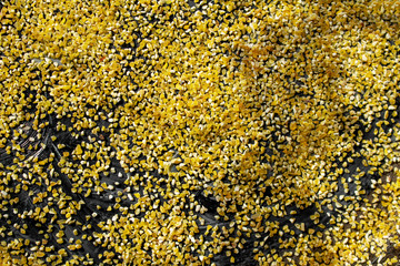 texture of yellow corn grits on a black background