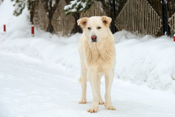 A big white dog on a snowy road on a snowy winter day