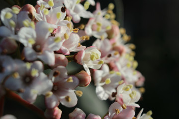 Macro image of the beautiful white spring flowers of Viburnum tinus 'Eve Price', side lit by the early morning sun. With copy space.