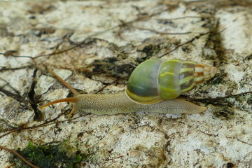 Photo picture of charming insects in natural tropical nature against the background of leaves, flowers, rain forest and stones
