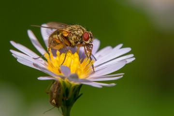 A beautiful big fly sits on a garden daisy