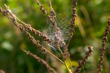 Cobweb on a branch of a plant in the autumn morning