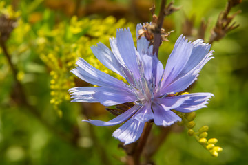 Common chicory (lat. Cichórium íntybus). Wildflower Closeup