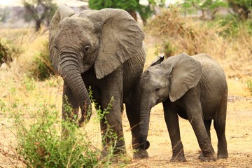 Fototapeta na wymiar Elephant Mother and Calf