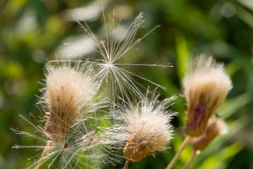 Thick thistledown ready for seed dispersal by the wind