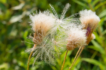 Thistle down in the dew on an autumn morning