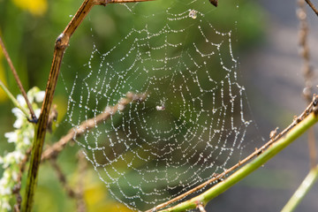 Spiderweb on a branch of a plant in the drops of dew on an autumn morning