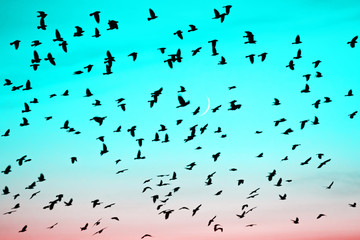 Groups of birds flying at sunset on moon background. Birds silhouettes in gradient sunrise sky. Lunation. Lunar month. Glowing multicolor dawn sky. Many birds migrate south in autumn.