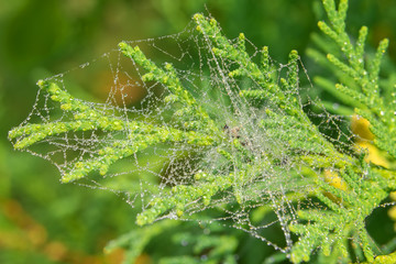 Spiderweb on a branch of a plant in the drops of dew on an autumn morning