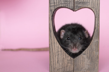 Black rat sits inside a wooden heart on a pink background