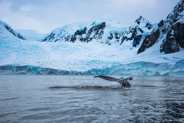 Obraz premium humpback whale in water in antarctica