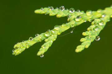 Thuja branch covered with water drops after rain