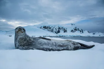 Raamstickers Weddell seal in Antarctica © VADIM BALAKIN