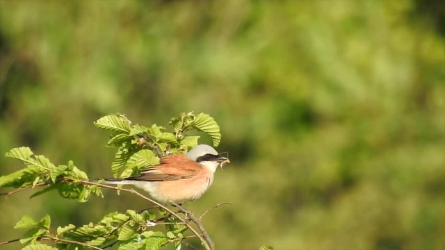 Neunt&ouml;ter (Laius collurio) Rotr&uuml;ckenw&uuml;rger fri&szlig;t Schnacke
