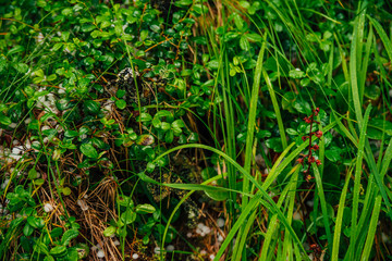 Hailstones on ground among rich vegetation in macro. Big hailing on plants close-up. Natural background of hail with greenery. Hailstorm dropping among grasses. Abnormal precipitation. Amazing weather