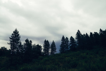 Dark silhouettes of old high pines and spruces from below upwards on background of cloudy sky with copy space. Coniferous trees on hill closeup. Eerie atmospheric landscape. Gloomy wilderness woodland