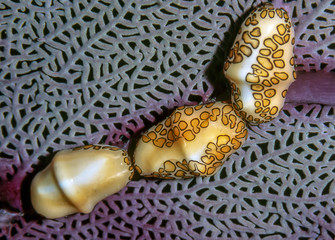 flamingo tongue,snail ,Cyphoma gibbosum