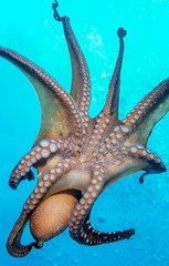 Obraz na płótnie Canvas Octopus off the coast of Hawaii