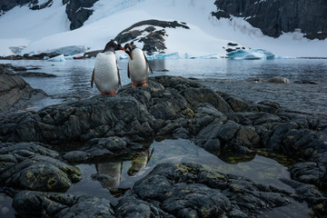 Gentoo penguins in Antarctica