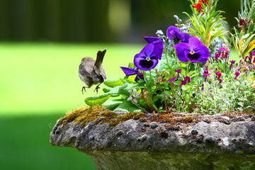 Jumping Robin