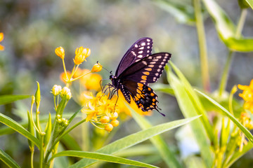 Papilio troilus, the spicebush swallowtail