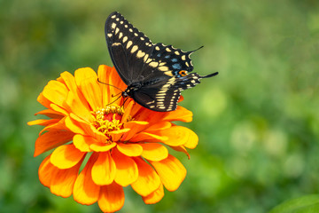 Papilio troilus, the spicebush swallowtail