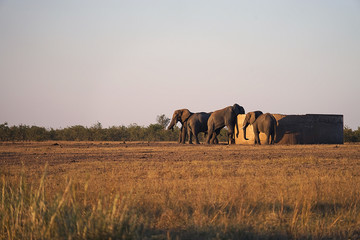Naklejka na ściany i meble African Elephant Kruger National Park wilderness at the Watertank