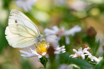 Cabbage White butterfly or White Cabbage on a garden flower