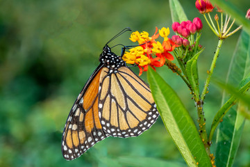 monarch butterfly, Danaus plexippus