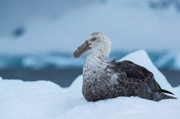 southern giant petrel in antarctica