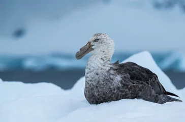 Fototapeten Südlicher Riesensturmvogel in der Antarktis © VADIM BALAKIN