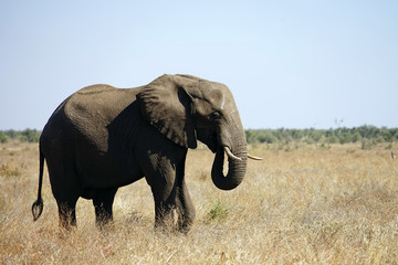 Fototapeta na wymiar African Elephant Kruger National Park alone in the wilderness