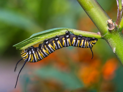 monarch butterfly, Danaus plexippus ,caterpillar