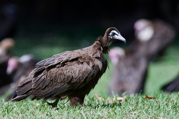 Hooded vulture (Necrosyrtes monachus)