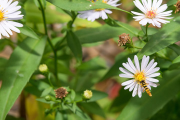 A big fly collects nectar from chamomile flowers