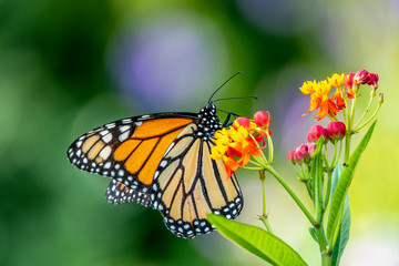 monarch butterfly, Danaus plexippus