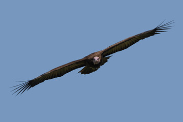Hooded vulture (Necrosyrtes monachus)
