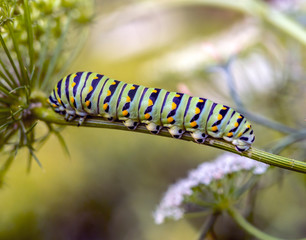 monarch butterfly, Danaus plexippus ,caterpillar