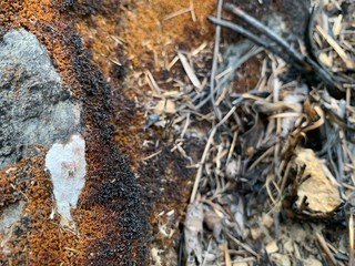 abstract natural background, art wallpaper