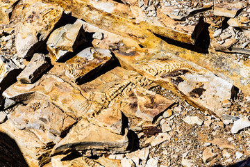 Reptile fossil Mesosaurus braziliensis namibia