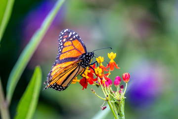 monarch butterfly, Danaus plexippus
