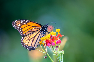 monarch butterfly, Danaus plexippus