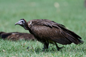 Hooded vulture (Necrosyrtes monachus)