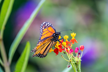 monarch butterfly, Danaus plexippus