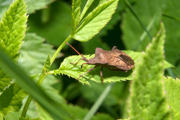 Brown bug on green leaves on a summer day