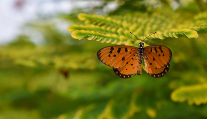 broken wings can't stop you when your will is strong. a broken wings butterfly rest on leaves to start a new journey.