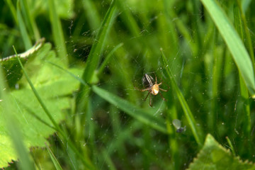 Spider on the web eats its prey