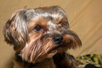 Portrait of a yorkshire terrier puppy
